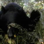 Thumbnail image for Black Bears in the Camp! How to Deal With the Fear and Reality