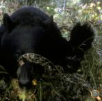 Blustery Black Bear Photo Courtesy of North American Bear Center